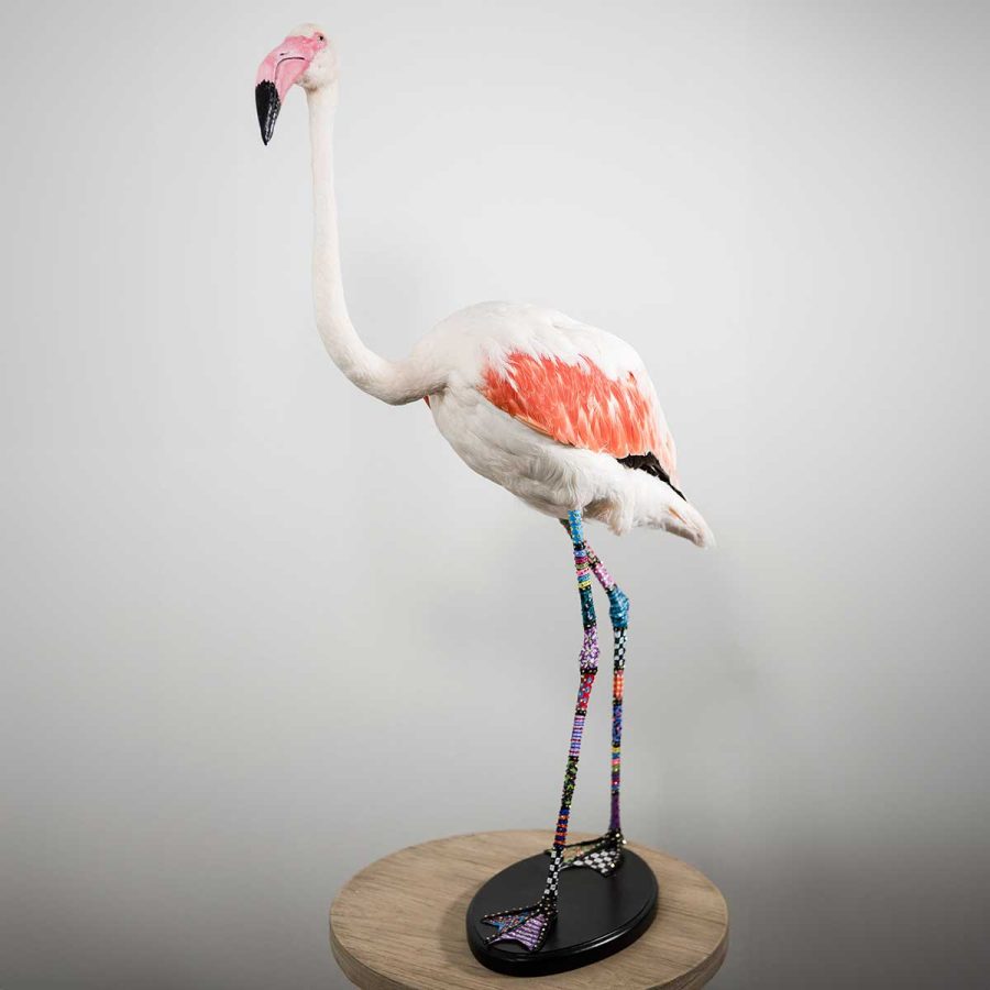 Stay Weird, Stand Out from the Flock!